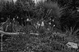 preview bw