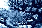 preview cold