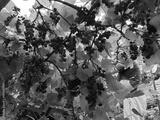 preview bw