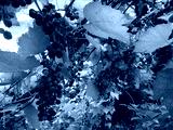 preview cold