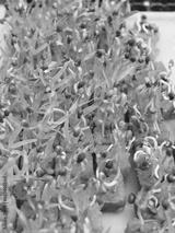 preview bw