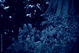 preview cold