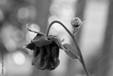 preview bw