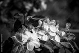 preview bw