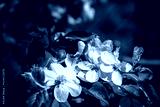preview cold