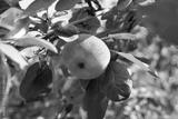 preview bw