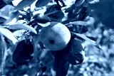 preview cold