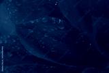 preview cold