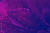 preview original