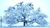 preview cold