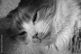 preview bw