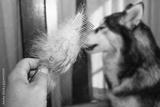 preview bw