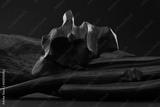 preview bw