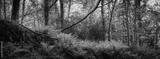 preview bw