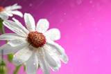 preview original
