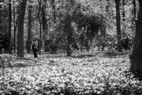 preview bw