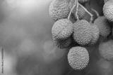 preview bw