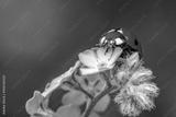preview bw