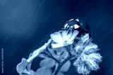 preview cold