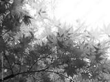 preview bw