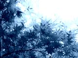 preview cold