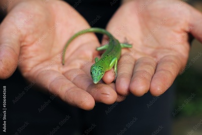 image to crop