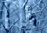 preview cold