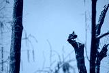 preview cold