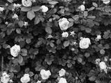 preview bw