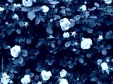 preview cold