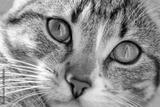 preview bw