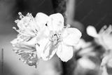 preview bw