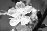 preview bw