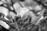 preview bw