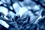 preview cold