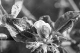 preview bw
