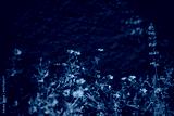 preview cold
