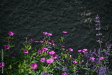 preview original