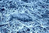 preview cold