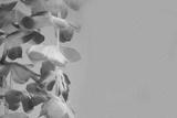 preview bw