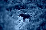 preview cold
