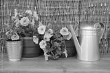 preview bw