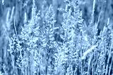 preview cold