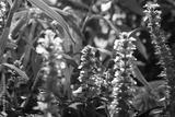 preview bw