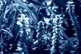 preview cold