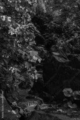 preview bw