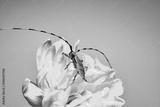 preview bw