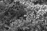 preview bw