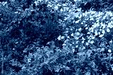 preview cold