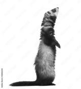 preview bw